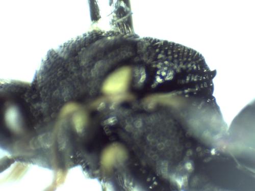 Brachymeria sp.